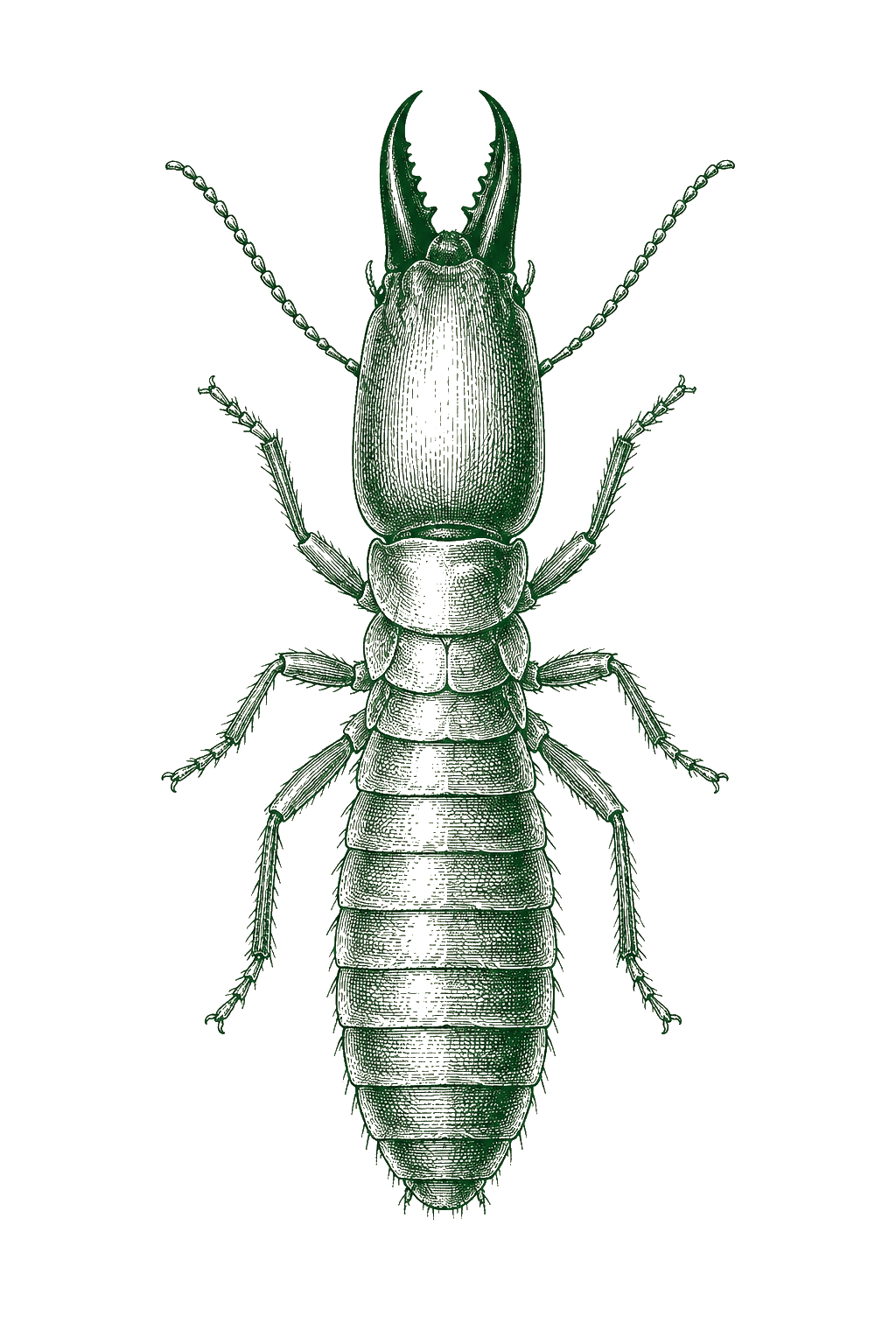 Scientific field-guide illustration of a subterranean termite